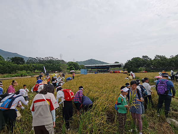 热火朝天的稻田活动现场