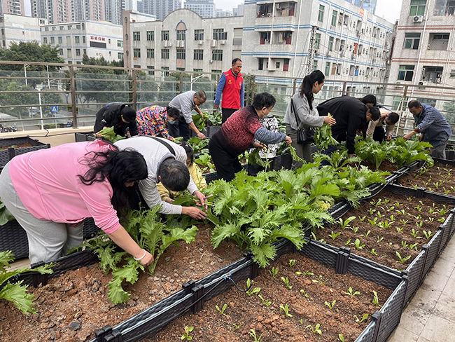 龙飞凤舞挂福灯 平湖街道残疾人职康中心包饺子迎新春2.jpg