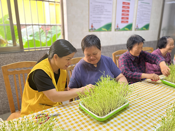 采收豌豆苗