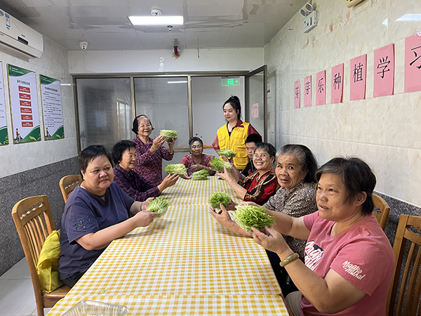 大家开心地收获种植豌豆苗